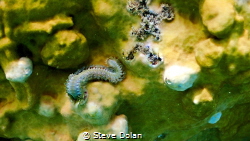 Fire Worm on a shallow reef in St. Kitts by Steve Dolan 
